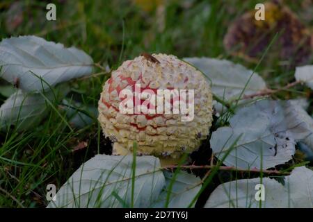 Mosca agarica (Amanita muscaria) che emerge tra le foglie Foto Stock