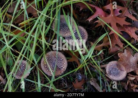 Vista dall'alto di un gruppo di funghi nell'erba Foto Stock