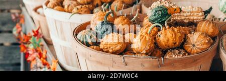 Zucche verdi e gialle in cesti in azienda. Autunno vendemmia. Decorazione esterna del deposito. Ringraziamento, Halloween vacanze preparativi. Mare fresco maturo Foto Stock