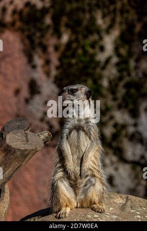 Un Meercat al sole (latino: Suricata suricatta) guardando fuori per il pericolo per il resto del pacchetto sulla cima di una roccia nel deserto Foto Stock