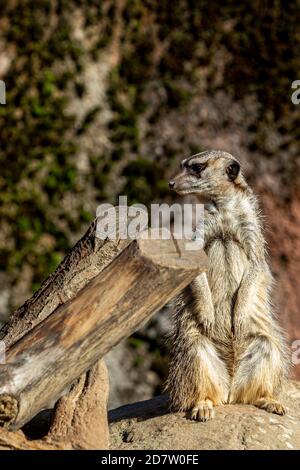 Un Meercat al sole (latino: Suricata suricatta) guardando fuori per il pericolo per il resto del pacchetto sulla cima di una roccia nel deserto Foto Stock