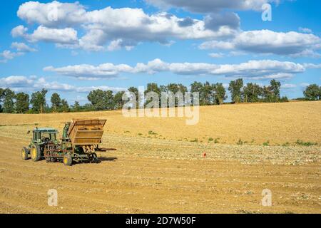 Lautrec, Francia 22.08.2020 file di cipolle raccolto essiccare al sole sul campo nella provincia francese. Trattore che prende le cipolle dalla terra e la mette in scatole di legno Foto Stock