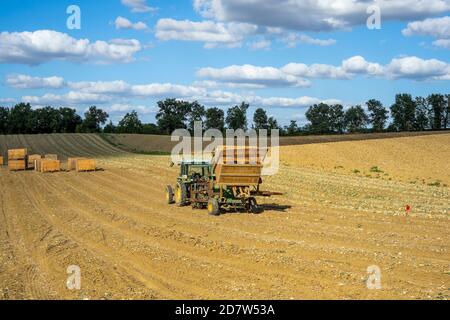 Lautrec, Francia 22.08.2020 file di cipolle raccolto essiccare al sole sul campo nella provincia francese. Trattore che prende le cipolle dalla terra e la mette in scatole di legno Foto Stock