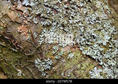 Primo piano di lichene su una corteccia di albero. Foto Stock