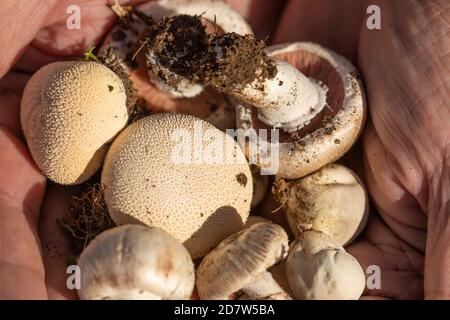 Le mani dell'uomo mostrano un gruppo di funghi variati, trovati tra le foreste vicino alla cittadina di Luesia, ad Aragona, Spagna. Foto Stock