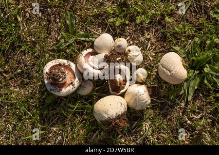 Un gruppo di funghi variati, trovati tra le foreste nei pressi della cittadina di Luesia, ad Aragona, Spagna. Foto Stock