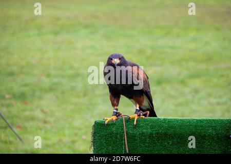 Un ritratto di un falco di harris ha sfilato su una falconeria prop durante uno spettacolo di falconeria. L'uccello, conosciuto anche come deserto o falco crepuscolo, si sta guardando intorno Foto Stock