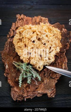 Scintasi fresca su una corteccia di pino ben sistemata con foglie di timo, rosmarino e aglio su un tavolo di legno marrone scuro Foto Stock