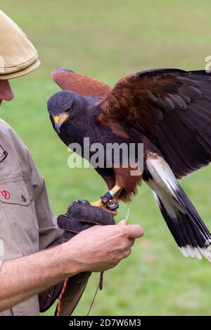 Un ritratto di un deserto o di un falco di harris seduto su una mano di guanto di falconieri con le sue ali aperte. L'uccello ha appena volato sopra durante un birdshow di falconeria Foto Stock