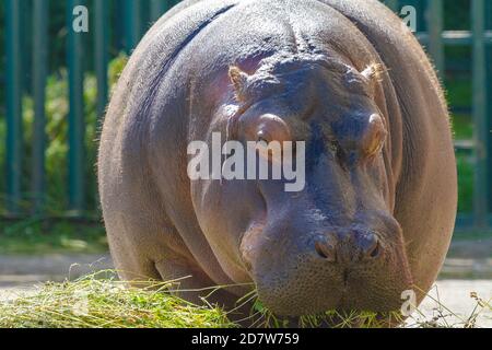 Hippo mangia l'erba in una giornata estiva Foto Stock