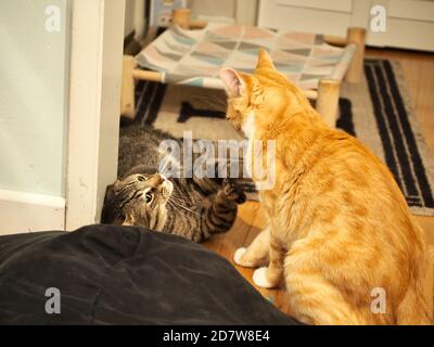 Cat combatte a casa Foto Stock