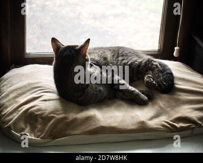 Morphy il tabby dormire accanto alla finestra Foto Stock