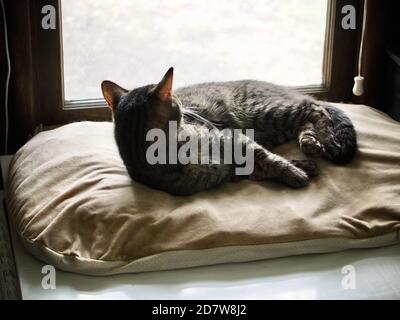 Morphy il tabby dormire accanto alla finestra Foto Stock