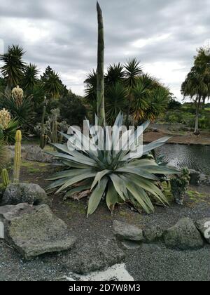 Colpo verticale di aloe agave cresciuto accanto ad un piccolo fiume Foto Stock