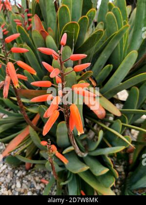 Immagine in primo piano verticale di fiori rossi di un'agave di aloe pianta Foto Stock