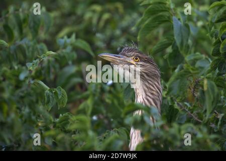 Giovane airone Notturno incoronato nero arroccato a Treetops al Rookery in Ocean City, NJ Foto Stock