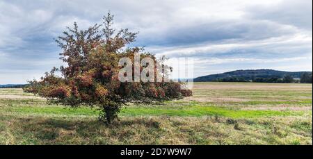 Biancospino comune in panorama rurale autunno, cielo nuvoloso. Crataegus monogyna. Solo albero di whitetorn spinoso con molte fiabe rosse, campo stoppia in paesaggio. Foto Stock