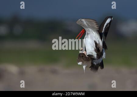 Gli Oystercatchers americani si accoppiano sulla spiaggia di Nauset a Eastham, ma su Cape Cod Foto Stock