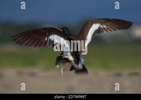 Gli Oystercatchers americani si accoppiano sulla spiaggia di Nauset a Eastham, ma su Cape Cod Foto Stock