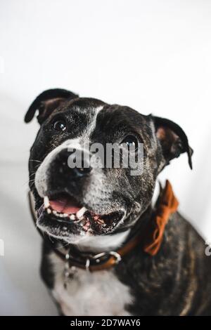 Il cane sorridente inglese Staffordshire Bull Terrier (Staffie) indossa la cravatta di prua su sfondo bianco Foto Stock
