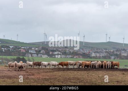 Portencross, Scozia, Regno Unito. 25 ottobre 2020. Regno Unito Meteo: Bestiame in una mangiatoia su una fattoria costiera con il villaggio di Kilbride occidentale e turbine eoliche in background. Credito: SKULLY/Alamy Live News Foto Stock