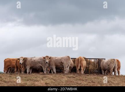 Portencross, Scozia, Regno Unito. 25 ottobre 2020. Regno Unito tempo: Bestiame ad un mangiando trogolo su una fattoria costiera. Credito: SKULLY/Alamy Live News Foto Stock