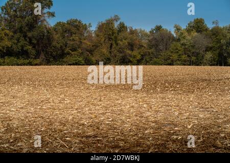 campo di granoturco baren con foglie dorate e gambi a terra dopo la raccolta annuale con la linea dell'albero e il cielo blu in sfondo Foto Stock