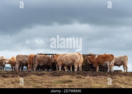 Portencross, Scozia, Regno Unito. 25 ottobre 2020. Regno Unito tempo: Bestiame ad un mangiando trogolo su una fattoria costiera. Credito: SKULLY/Alamy Live News Foto Stock