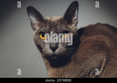 primo piano ritratto di carino gatto nero con occhi bellissimi, gatto senza casa, dettagli del volto di gatto, animali ritratto. Foto Stock