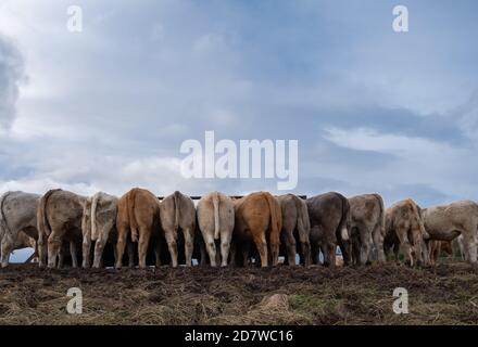 Portencross, Scozia, Regno Unito. 25 ottobre 2020. Regno Unito tempo: Bestiame ad un mangiando trogolo su una fattoria costiera. Credito: SKULLY/Alamy Live News Foto Stock