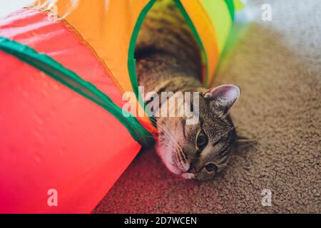 Calico Cat incorniciato e allerta in Cat Tunnel Toy. Foto Stock