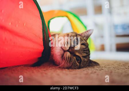 Calico Cat incorniciato e allerta in Cat Tunnel Toy. Foto Stock