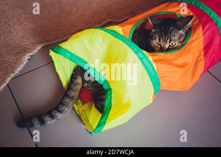 Calico Cat incorniciato e allerta in Cat Tunnel Toy. Foto Stock