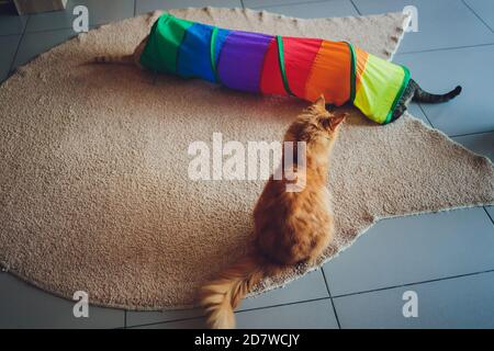 Calico Cat incorniciato e allerta in Cat Tunnel Toy. Foto Stock