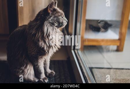 Gatto nero seduto vicino alla porta di vetro. Foto Stock