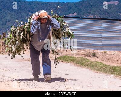 Uomo che trasporta un carico di rami lungo una strada sterrata nelle Highlands guatemalteche. Foto Stock