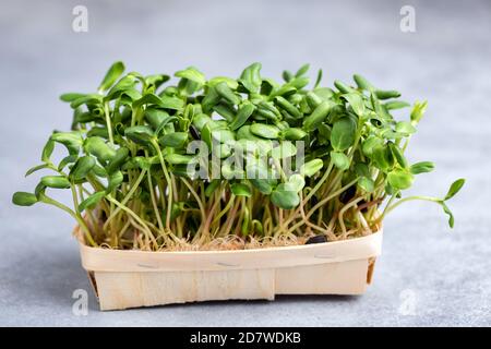 Micro germogli di girasole verdi in scatola di legno su fondo di tavola di cemento. Cibo vegetariano vegano sano Foto Stock