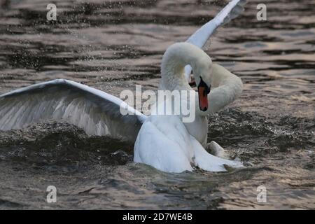 Cigni che stanno combattendo in modo spettacolare su un fiume. Foto Stock