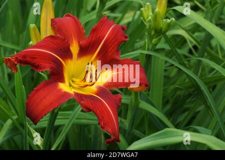 Freccia del fuoco celeste. Fiori rossi nido. Bella fiori rossi giorno. Gola gialla. In estate fioriscono i gigli rossi. Foto Stock