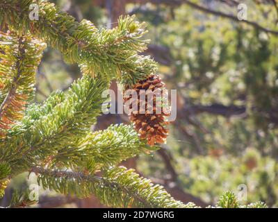 Primo piano di un cono di pino fresco appeso L'albero a Nevada Foto Stock