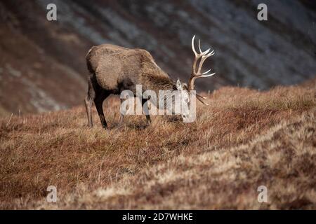 Scottish Red Deer Stag Cervus elaphus scoticus pascolando sulle erbe grezze nella riserva naturale di Alladale, Sutherland in un giorno di inverni bagnati Foto Stock