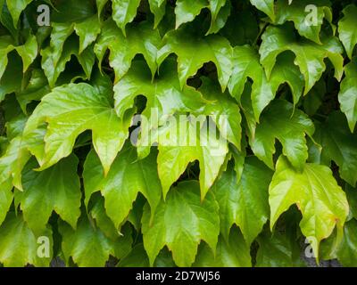 Primo piano di foglie di edera che coprono il muro, edera inglese, edera europea. Naturale verde foglie muro sfondo Foto Stock