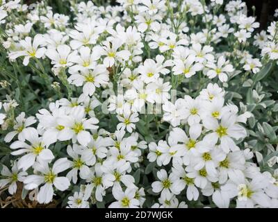 Fiori bianchi piccoli, Gypsophila bianco fiore texture sfondo Foto
