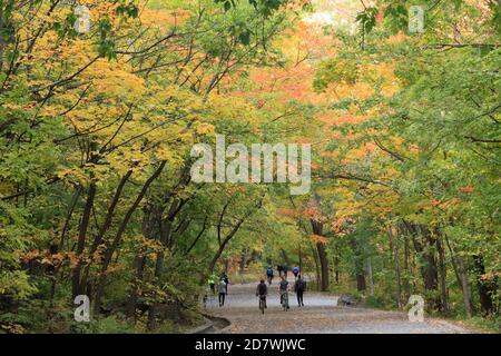 Autunno foresta, Mount Royal Park, persone, Montreal, Canada, Foto Stock