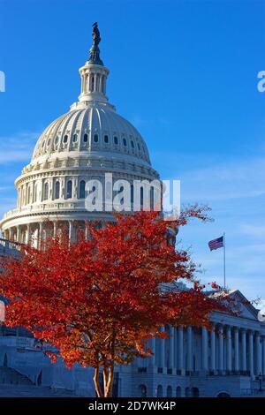 Albero illuminato dal sole con fogliame autunnale sui terreni di Capitol Hill. La Statua della libertà in cima alla cupola del Campidoglio degli Stati Uniti sotto il cielo blu a Washington D. Foto Stock