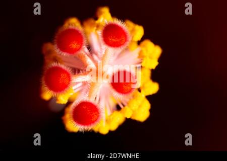 Hibiscus Juno primo piano dettaglio di colori brillanti Foto Stock