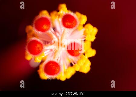 Hibiscus Juno primo piano dettaglio di colori brillanti Foto Stock