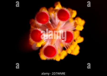 Hibiscus Juno primo piano dettaglio di colori brillanti Foto Stock