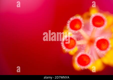 Hibiscus Juno primo piano dettaglio di colori brillanti Foto Stock