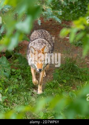 Coyote visto attraverso foglie verdi Foto Stock